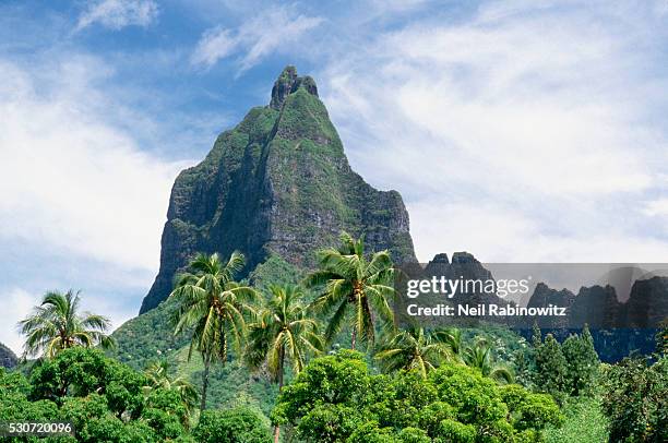 palm trees beneath mountain on moorea - moorea stock pictures, royalty-free photos & images