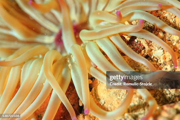 soft coral, adriatic sea, croatia, europe - anemonia sulcata fotografías e imágenes de stock