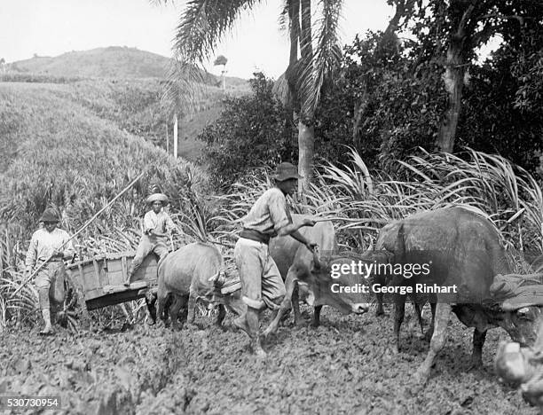 Area Rural Puerto Rico 425 Puerto Rico Rural Stock Photos, High-Res Pictures, and Images ...