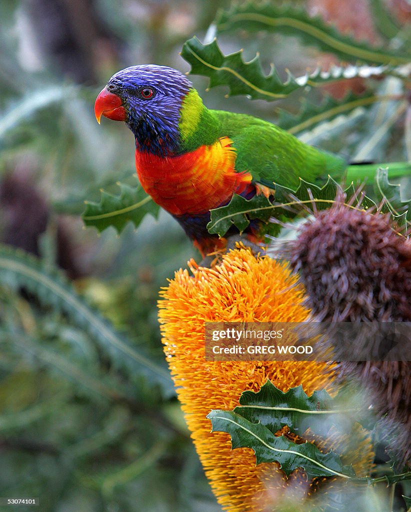 A Rainbow Lorikeet (top), sits on the fl