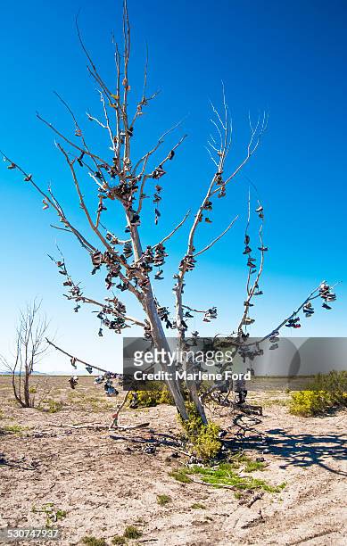 shoe tree - nevada stock pictures, royalty-free photos & images