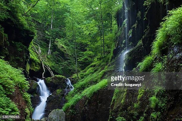 green ravine - isogawyi stock pictures, royalty-free photos & images