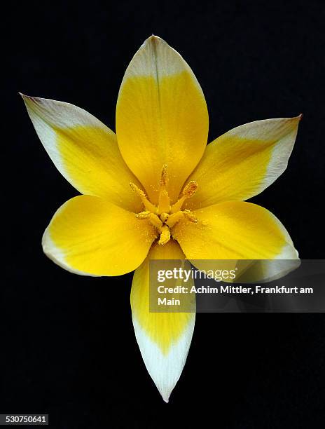 tarda tulip on black - tulipa tarda stock pictures, royalty-free photos & images