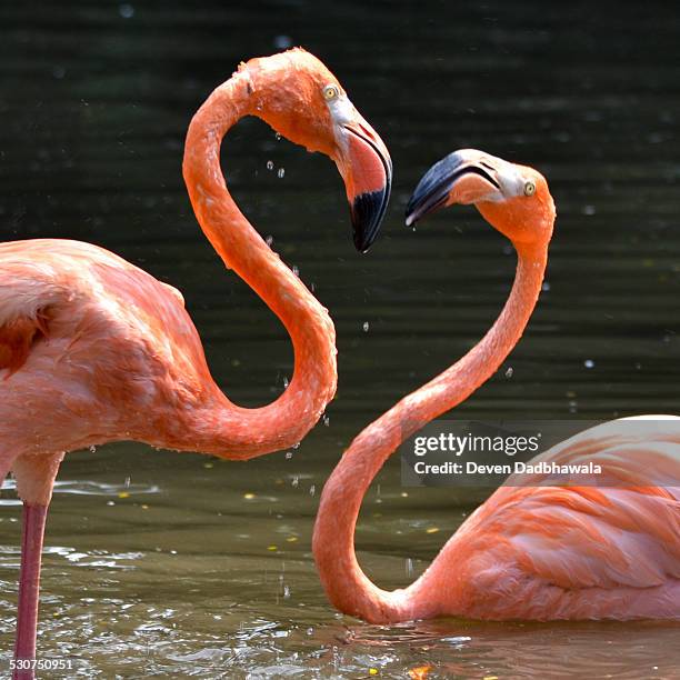 love flamingo - flamingo heart stock pictures, royalty-free photos & images