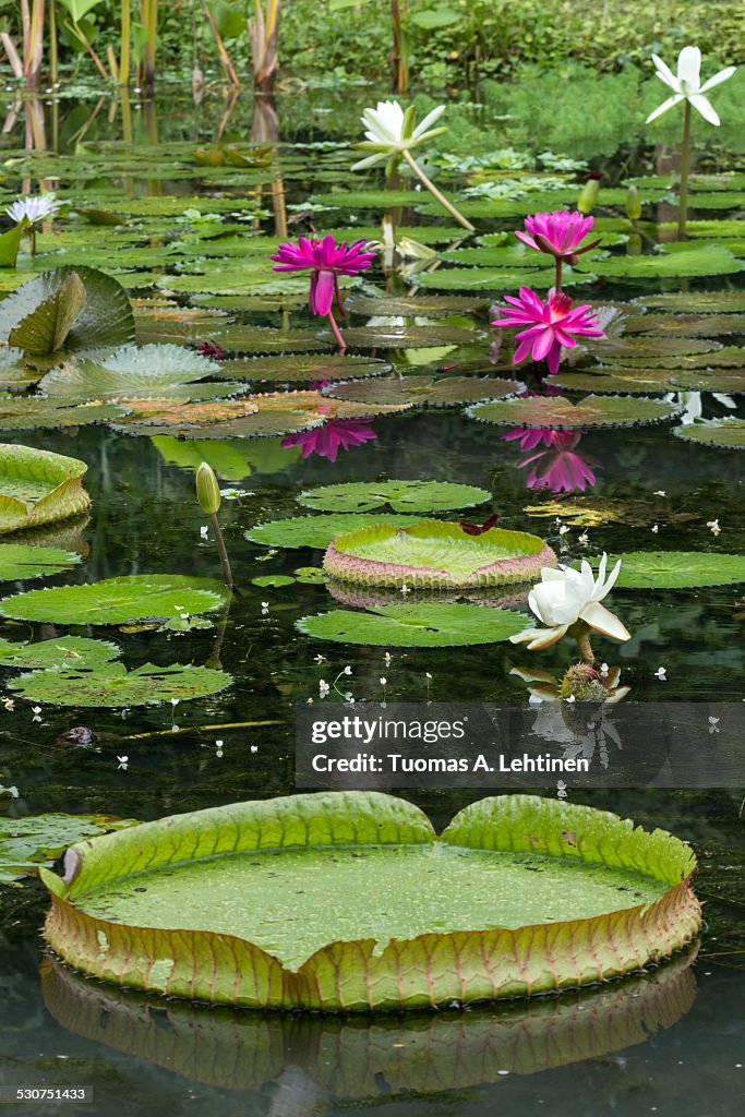 Blooming water lilies and lily pads in a pond