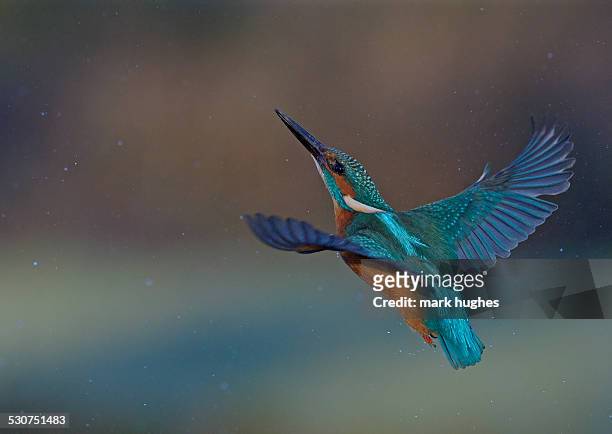 kingfisher - kingfisher stock pictures, royalty-free photos & images