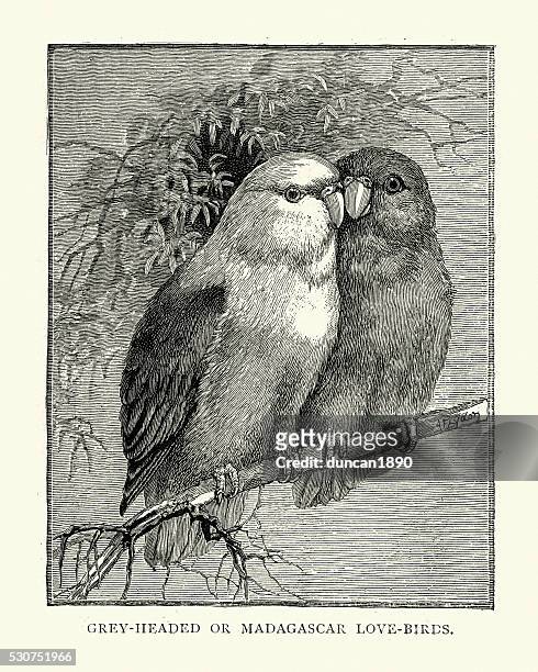 ilustrações, clipart, desenhos animados e ícones de história natural de pássaros lovebird-cabeça-cinza - periquito australiano