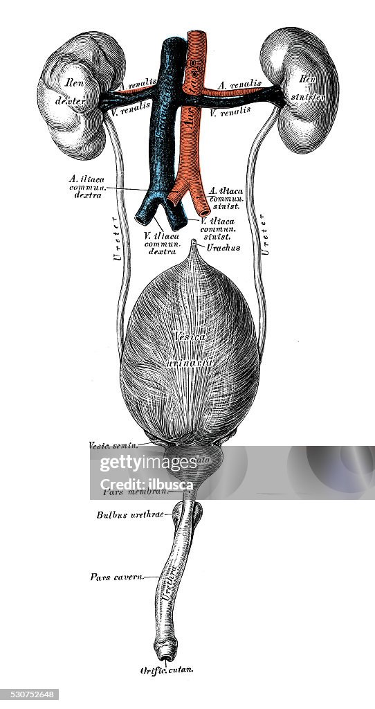 Ilustrações científicas da anatomia humana : Sistema urinário
