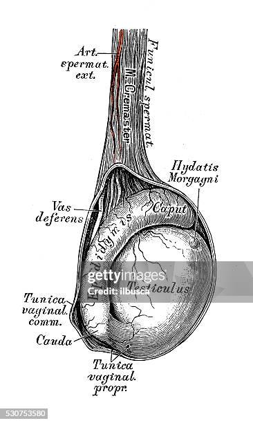 ilustraciones, imágenes clip art, dibujos animados e iconos de stock de ilustraciones científicas de anatomía humana : testículo - escroto