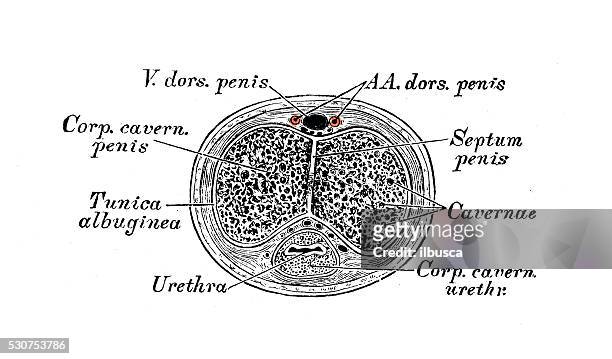 human anatomy scientific illustrations: penis section - male crotch stock illustrations