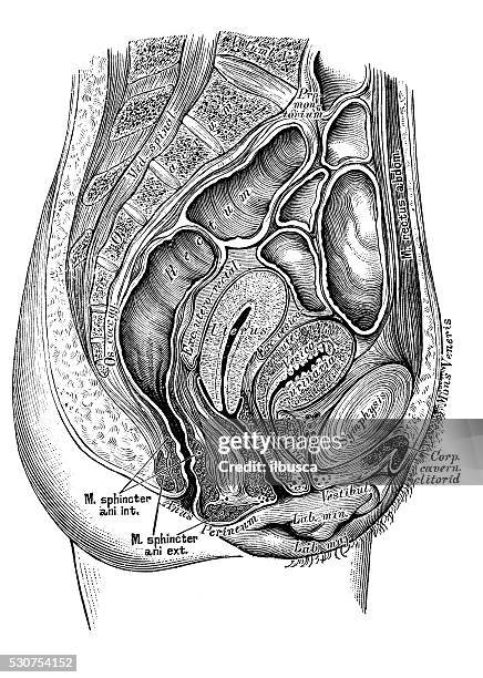 ilustrações de stock, clip art, desenhos animados e ícones de ilustrações científicas da anatomia humana: feminino pélvis secção - sistema reprodutor feminino