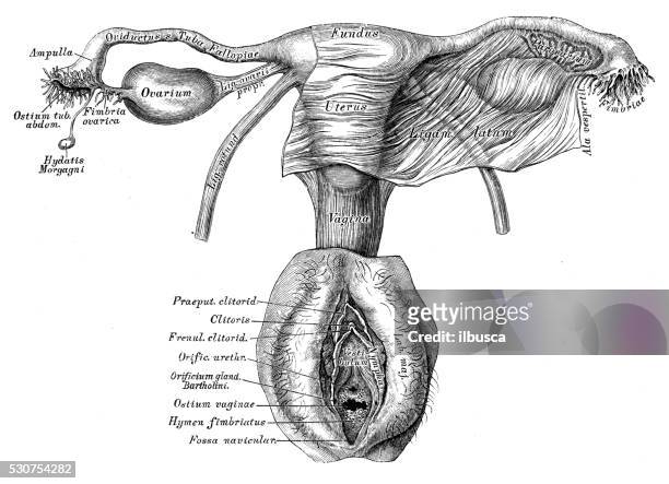 human anatomy scientific illustrations: female reproductive organ - 女性生殖器 幅插畫檔、美工圖案、卡通及圖標
