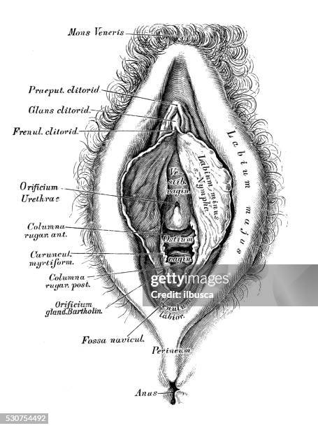 anatomie des menschen wissenschaftliche illustrationen: weibliches fortpflanzungsorgan - genitalien stock-grafiken, -clipart, -cartoons und -symbole