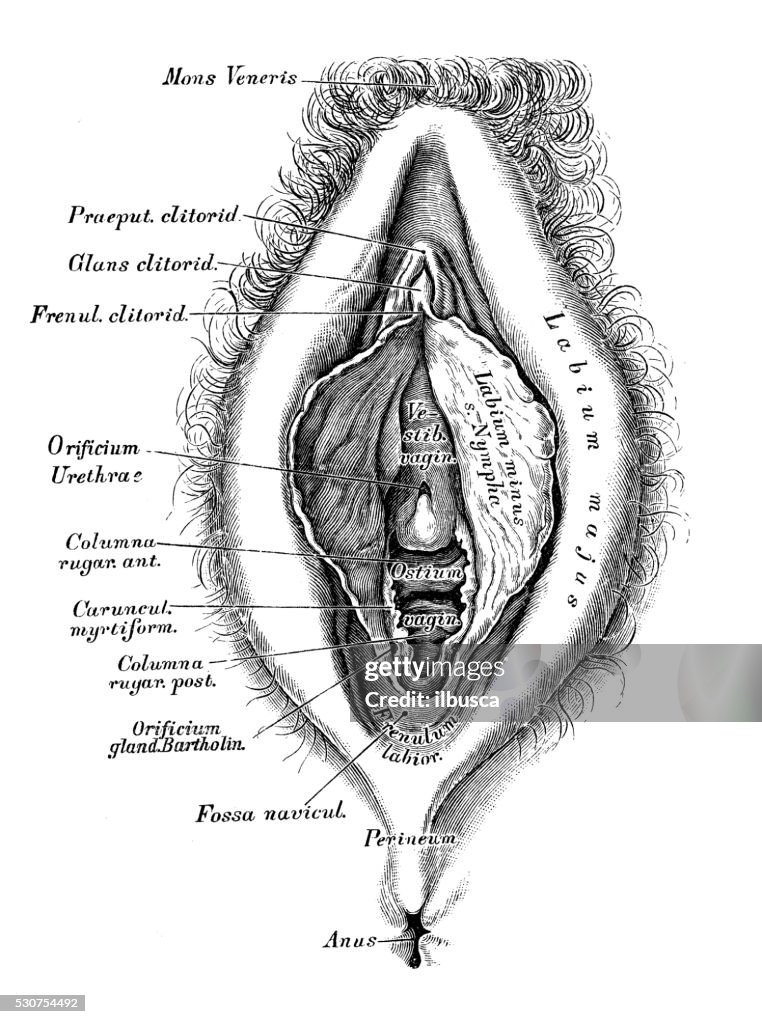 Human anatomy scientific illustrations: female reproductive organ
