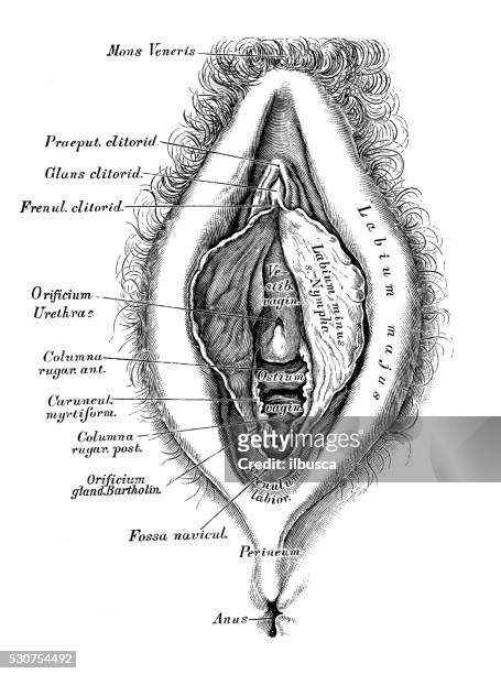 human anatomy scientific illustrations: female reproductive organ - male crotch stock illustrations