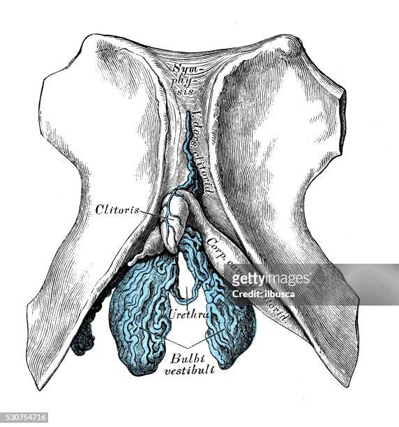 human anatomy scientific illustrations: clitoris - vulva stock illustrations