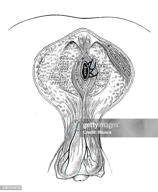 human anatomy scientific illustrations: male perineum - testis stock illustrations