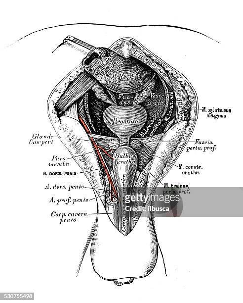 human anatomy scientific illustrations: male perineum - male crotch stock illustrations