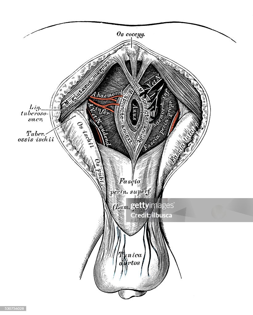 Human anatomy scientific illustrations: male perineum