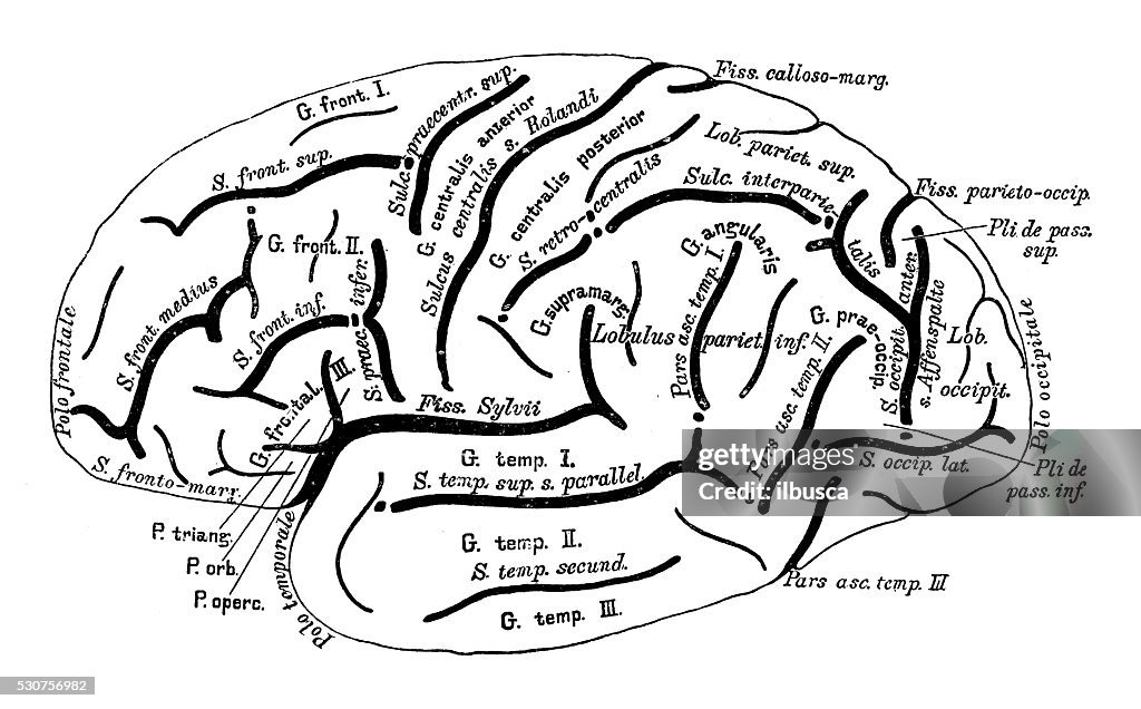 Ilustraciones científicas de anatomía humana: Cerebro hemisferio izquierdo