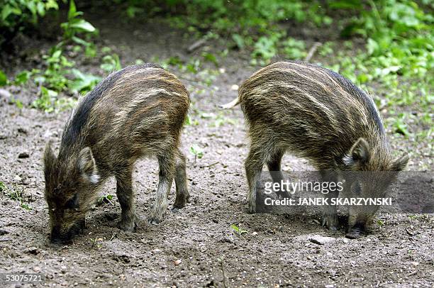 Poland's Bialowieza primeval forest takes eco-tourists back centuries" Wild boars are pictured in Bialowieza forest in northeastern Poland 12 June...