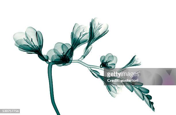 x-ray image of a flower isolated on white , the freesia - freesia bildbanksfoton och bilder