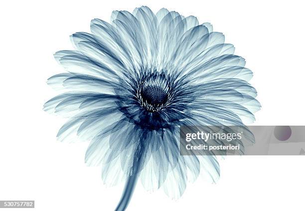 x-ray image of a flower isolated on white , the gebera - flower x ray stock pictures, royalty-free photos & images