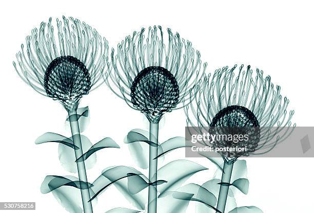 x-ray image of flower isolated on white , the nodding pincushi - posteriori stock pictures, royalty-free photos & images