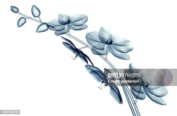 x-ray bilder von einer blume isoliert auf weiss, die orchide - posteriori stock-fotos und bilder