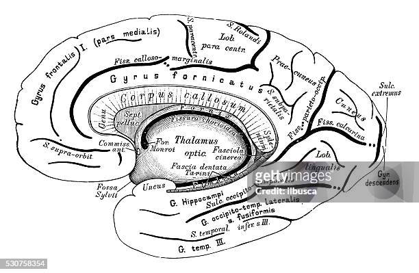 illustrazioni stock, clip art, cartoni animati e icone di tendenza di illustrazioni scientifiche di anatomia umana: cervello emisfero destro - emisfero cerebrale destro