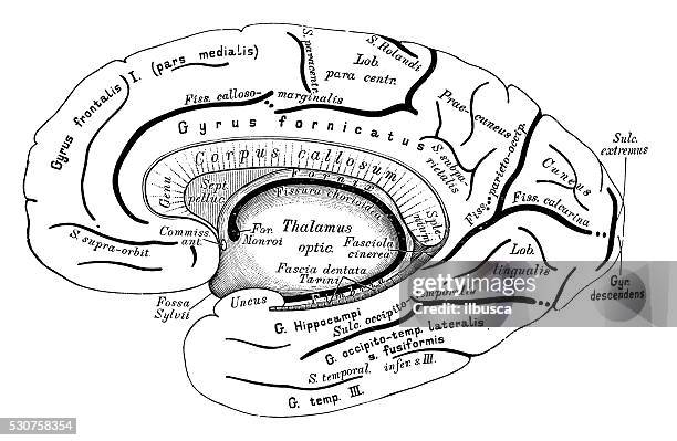 human anatomy scientific illustrations: brain right hemisphere - right cerebral hemisphere stock illustrations