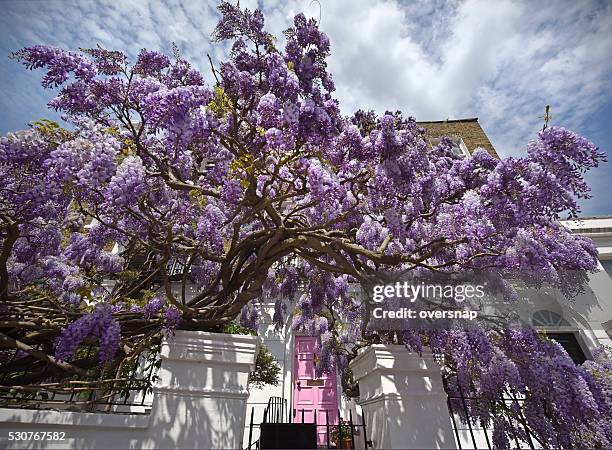 wisteria in london - notting hill london stock pictures, royalty-free photos & images