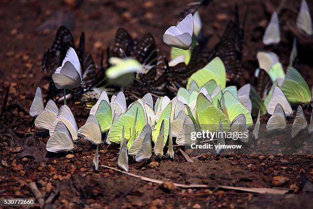 the butterflies party - butterfly cycle stockfoto's en -beelden