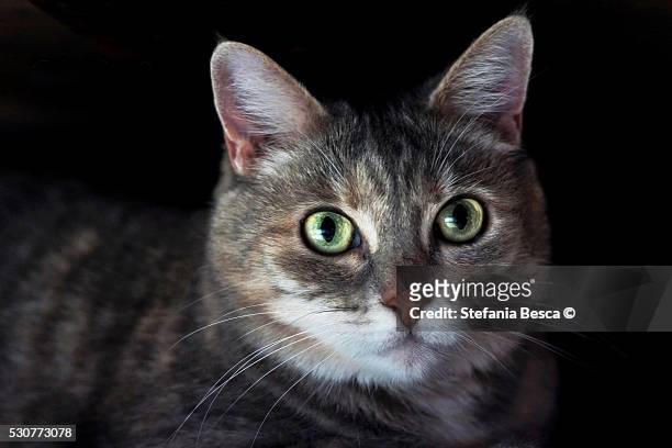 pov tabby cat looking at camera - animale da compagnia stockfoto's en -beelden