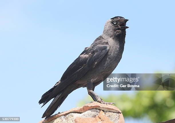 jackdaw cawing - jackdaw stock pictures, royalty-free photos & images