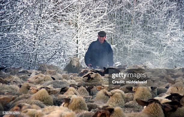shepherd mit seiner herde - hirte stock-fotos und bilder