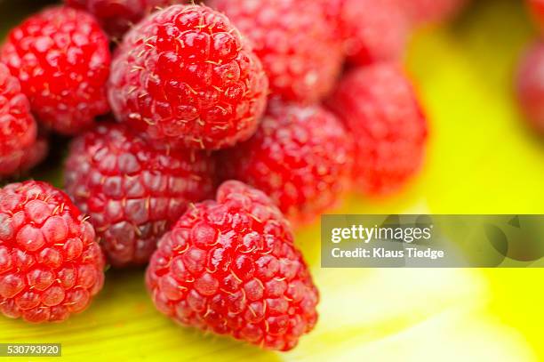 Pink Raspberry Amd Yellow Yellow Raspberries Photos and Premium High Res Pictures - Getty Images