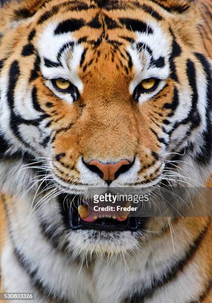 tiger - animal head stock pictures, royalty-free photos & images