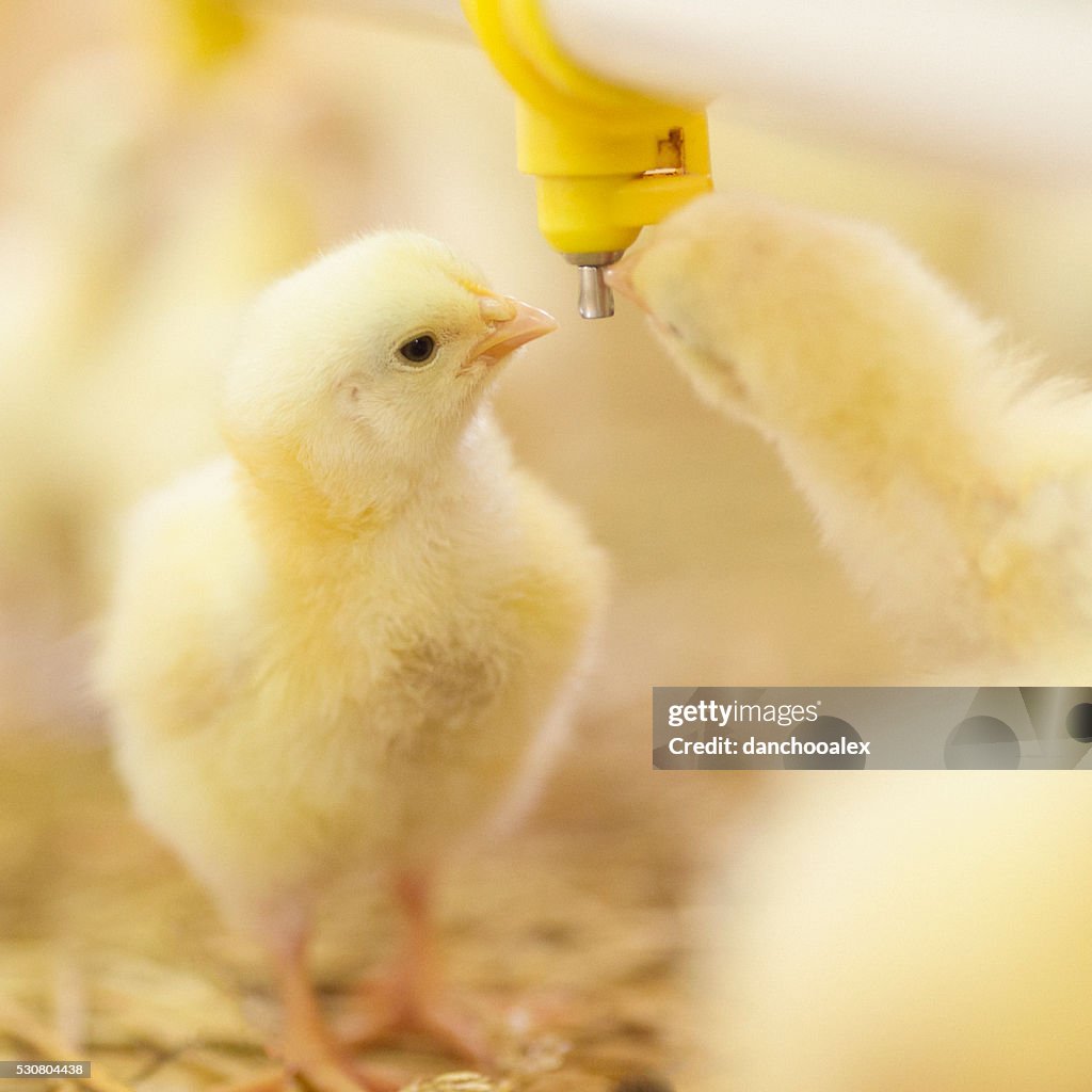 Little chicks at farm drinking water