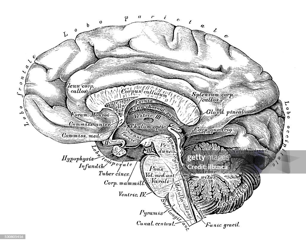 Illustrations scientifiques de l’anatomie humaine : Cerveau vue latérale