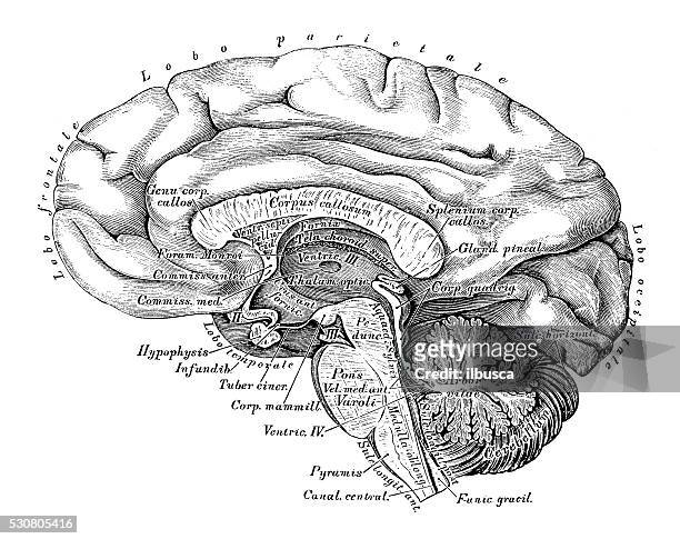 human anatomy scientific illustrations: brain side view - latin script stock illustrations