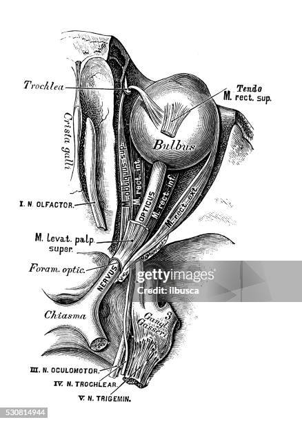 illustrazioni stock, clip art, cartoni animati e icone di tendenza di illustrazioni scientifiche di anatomia umana : opticus di nervus - nervo ottico