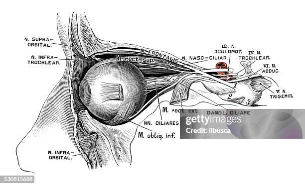 ilustrações, clipart, desenhos animados e ícones de ilustrações científicas da anatomia humana : olhos nervos - nervo ótico