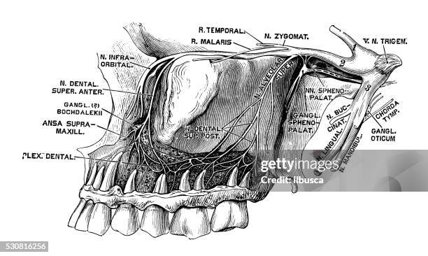 human anatomy scientific illustrations: nervus trigeminus (trigeminal nerve) - trigeminal nerve stock illustrations
