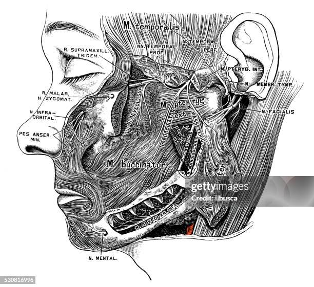 human anatomy scientific illustrations: nervus trigeminus (trigeminal nerve) - trigeminal nerve stock illustrations