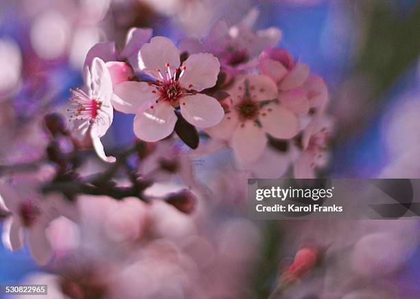 Big Bloom Spring 11 Spring Bloom Stock Photos, High-Res Pictures, and Images - Getty Images