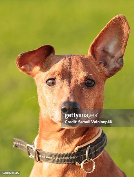 obedient dog - dog listening stock pictures, royalty-free photos & images