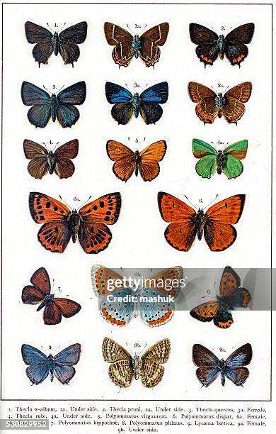 thecla and polyommatus butterflies - taxonomy stock illustrations
