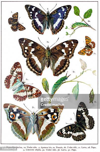 duke of burgundy, purple emperor and admiral butterflies and larva - hamearis lucina stock illustrations