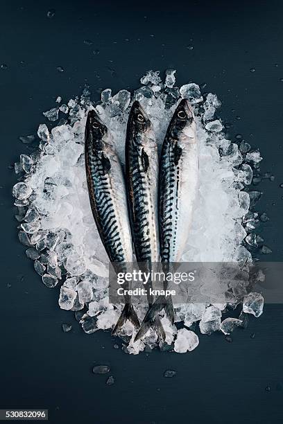 mackerel fish on ice seafood still life - crushed ice stock pictures, royalty-free photos & images